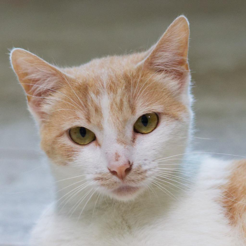 Enlarge Pancake, a Adoptable mixed breed in Hot Springs, AR image 3/3