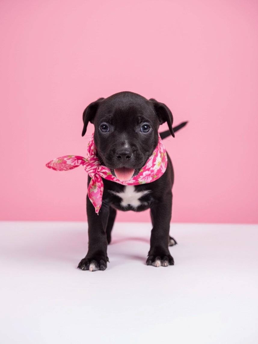 Enlarge Raven-ADOPT Me, a Adoptable mixed breed in Redondo Beach, CA image 4/5