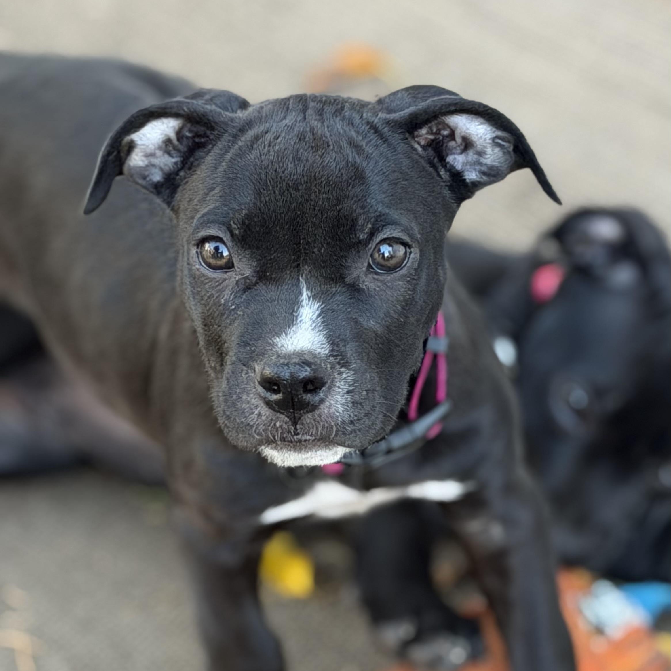 Raven-ADOPT Me, Adoptable, Puppy Female Pit Bull Terrier.