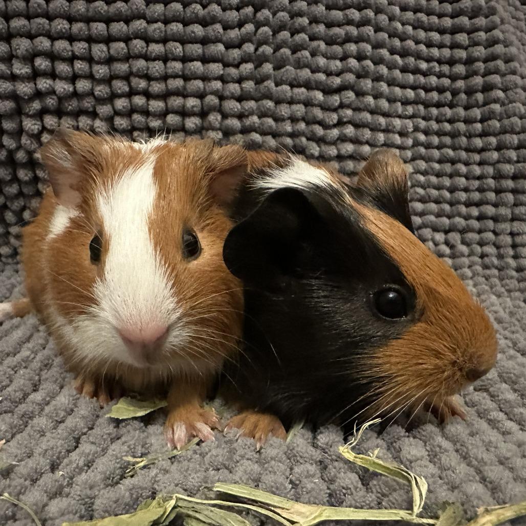 Pacho & Pepe, Adoptable, Baby Male Guinea Pig.