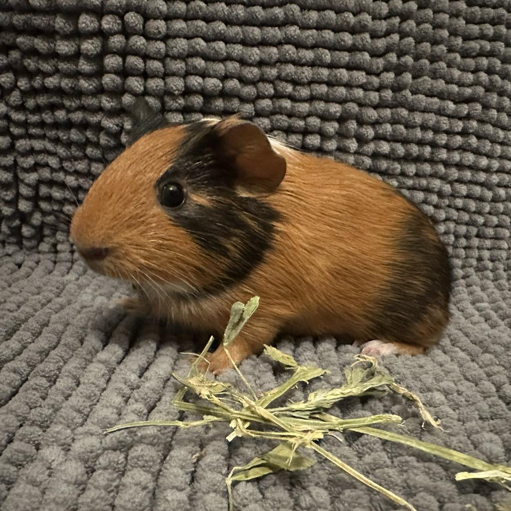Enlarge Pacho & Pepe, a Adoptable Guinea Pig in Philadelphia, PA image 2/6