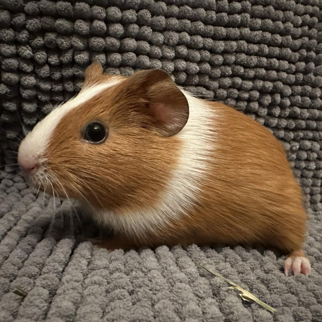 Enlarge Pacho & Pepe, a Adoptable Guinea Pig in Philadelphia, PA image 3/6