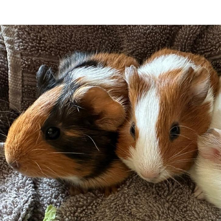 Enlarge Pacho & Pepe, a Adoptable Guinea Pig in Philadelphia, PA image 4/6