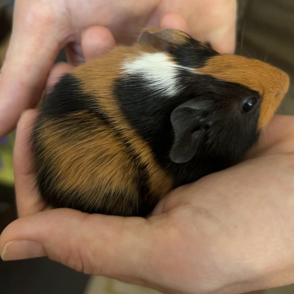 Enlarge Pacho & Pepe, a Adoptable Guinea Pig in Philadelphia, PA image 5/6