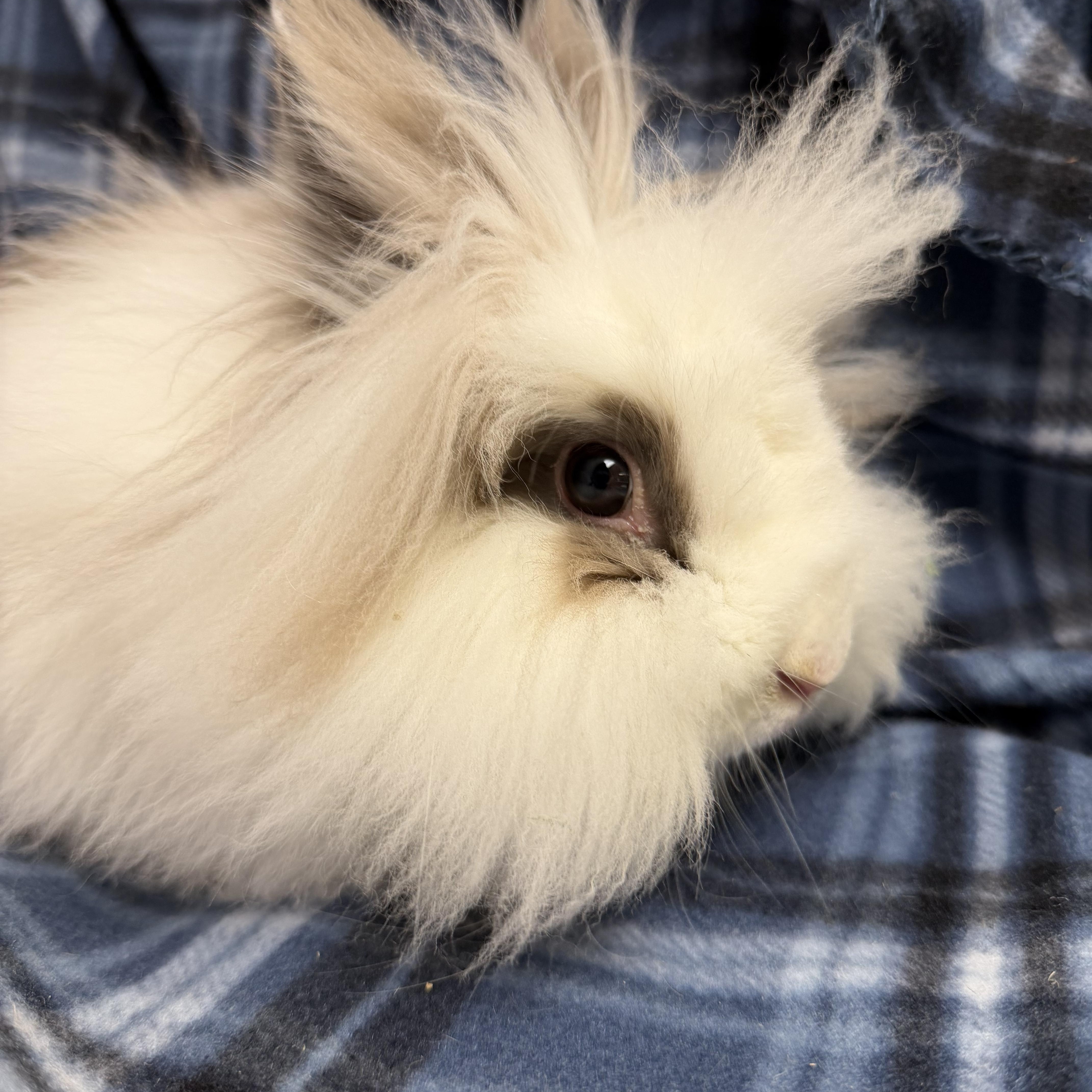 Posie: video!!!, a ADOPTABLE Lionhead in Edinburg, PA image 2/6