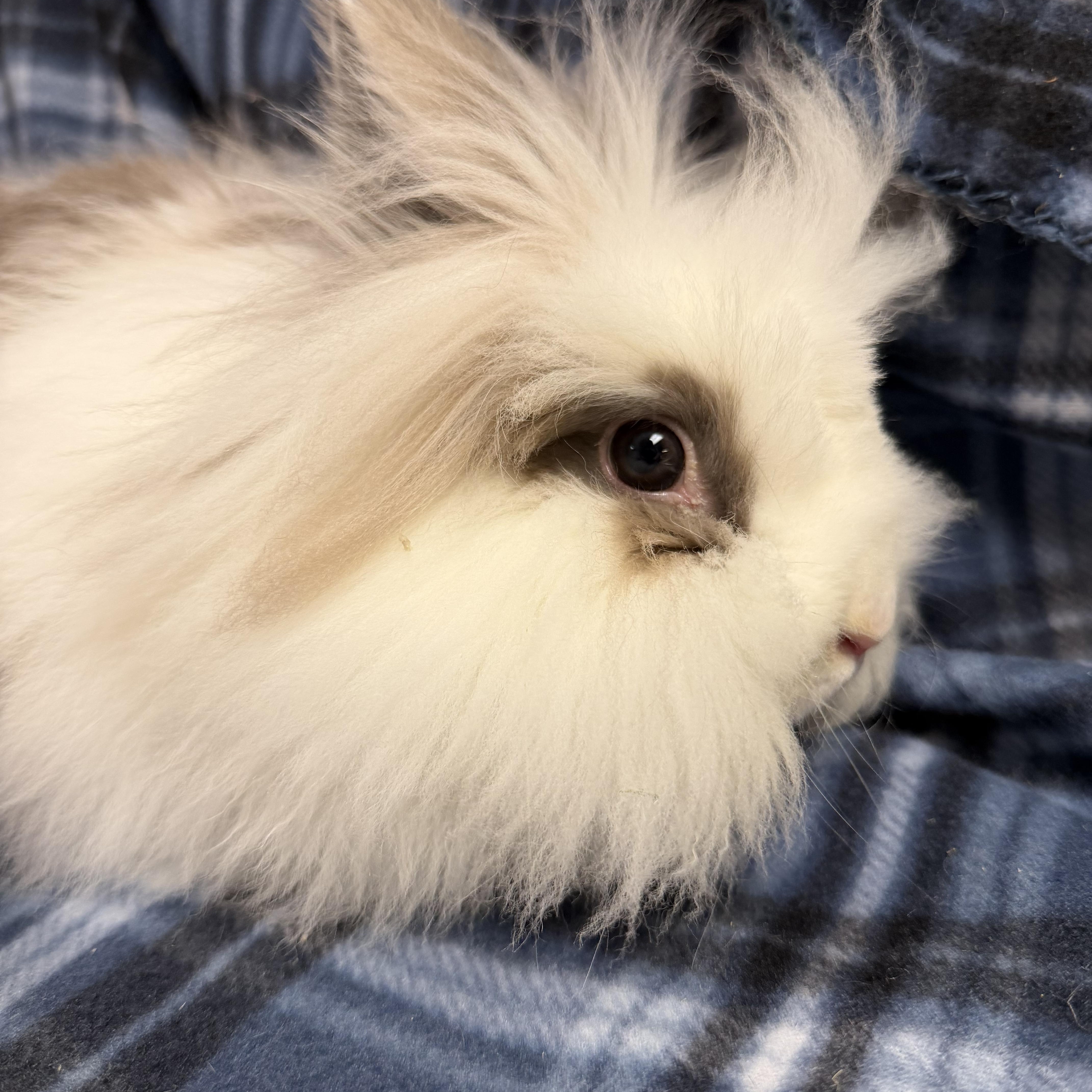 Posie: video!!!, a ADOPTABLE Lionhead in Edinburg, PA image 6/6