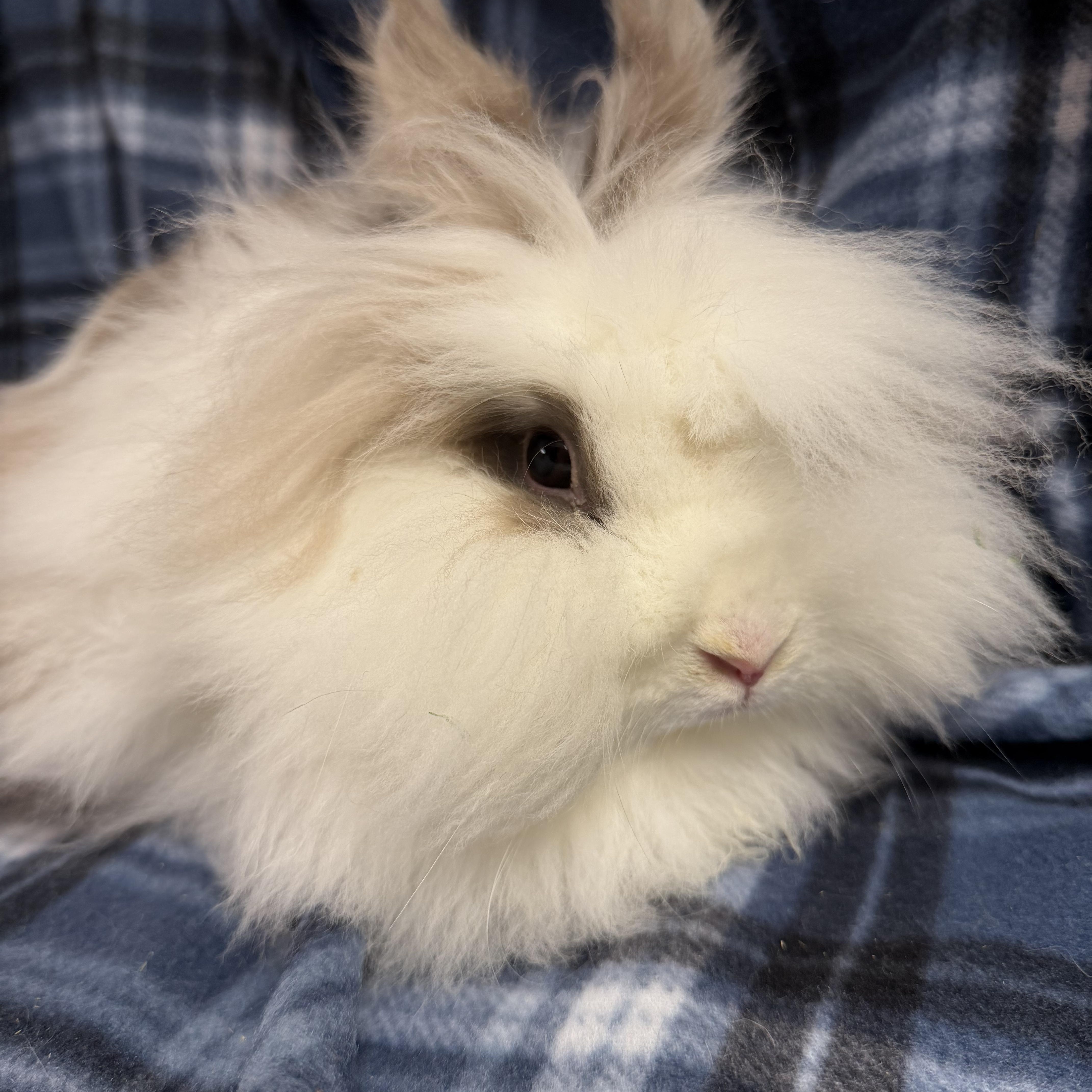 Posie: video!!!, ADOPTABLE, Young Female Lionhead.