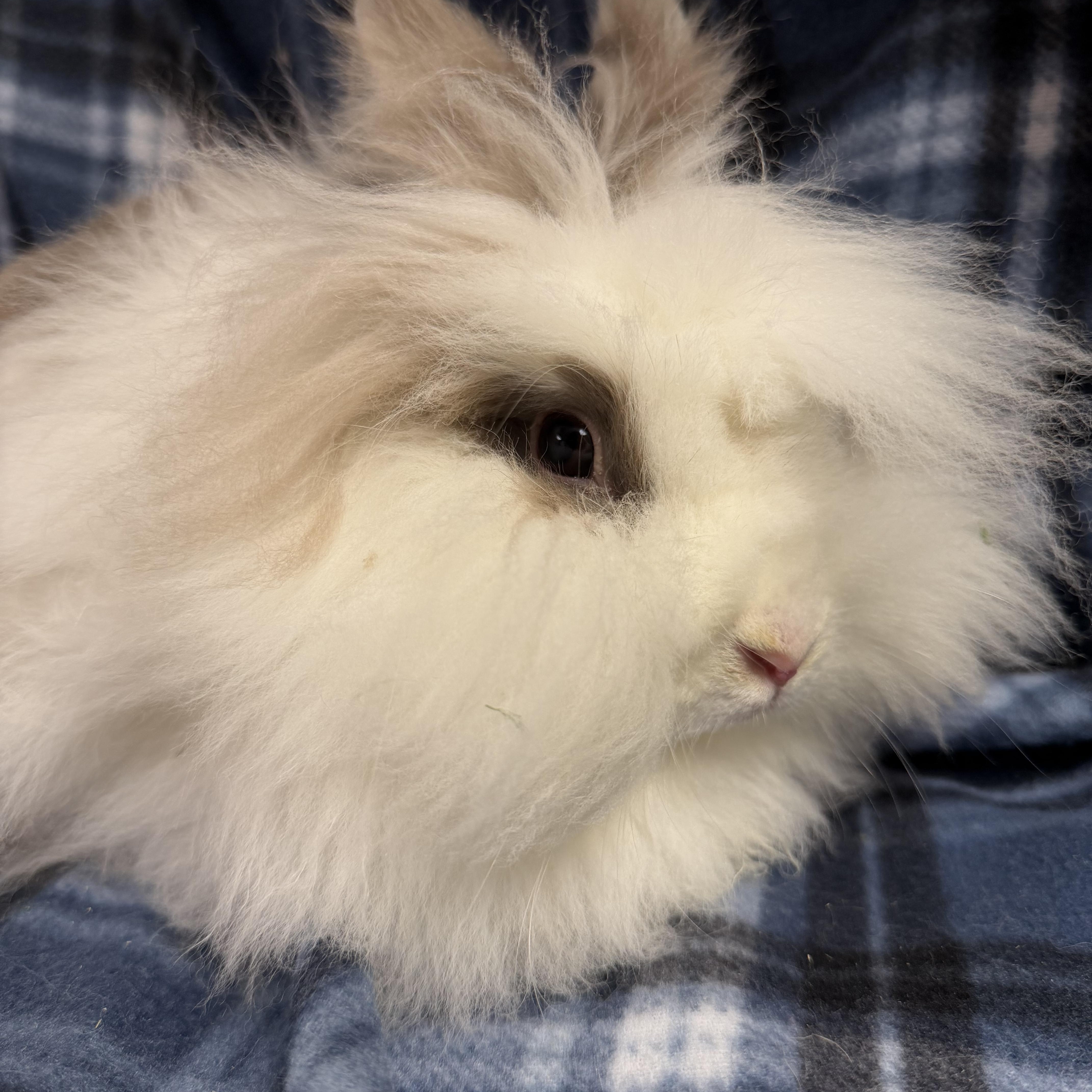 Posie: video!!!, a ADOPTABLE Lionhead in Edinburg, PA image 3/6