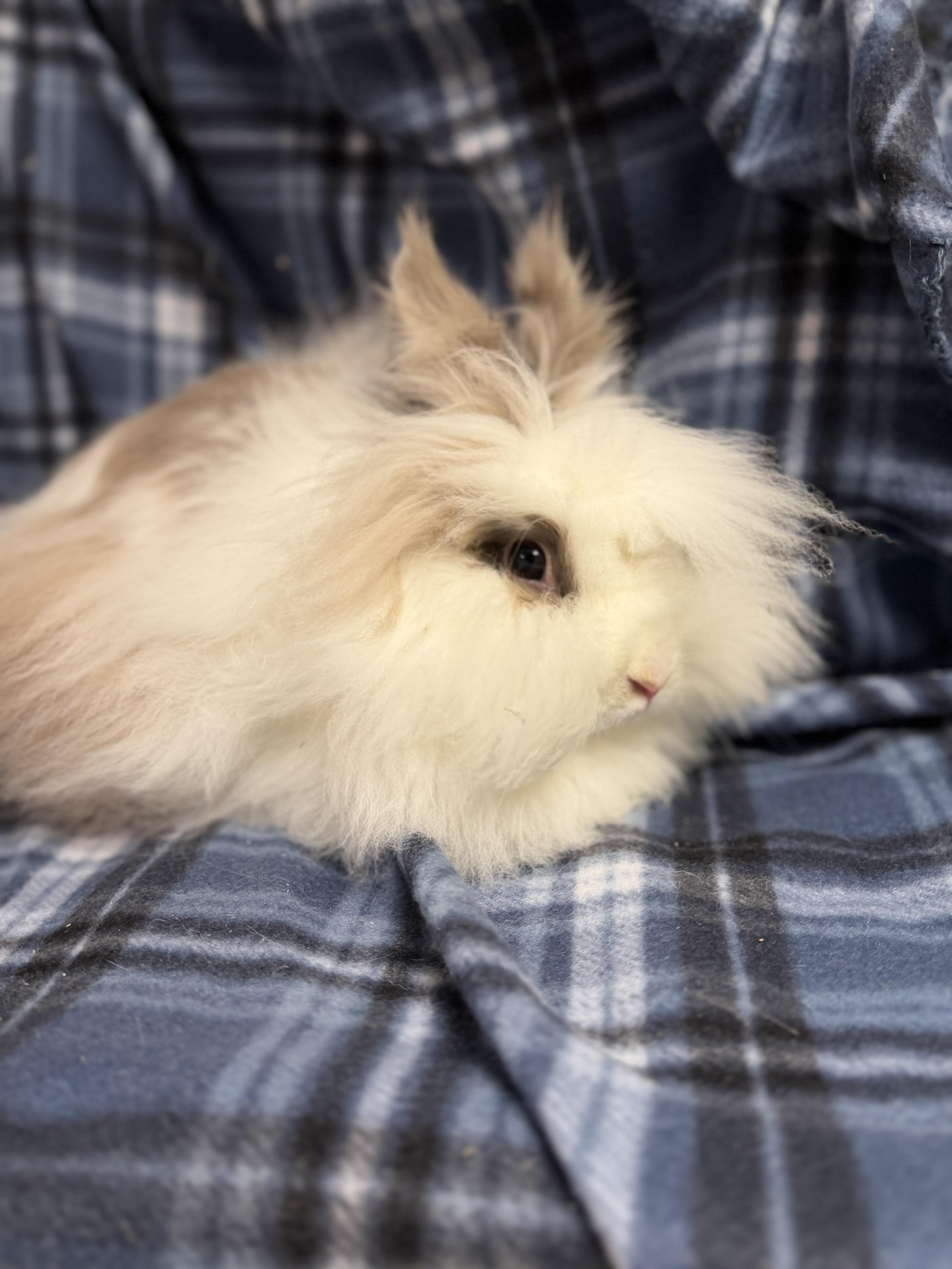 Posie: video!!!, a ADOPTABLE Lionhead in Edinburg, PA image 5/6
