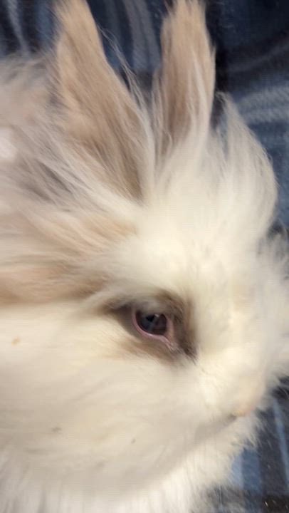 Enlarge Posie: video!!!, a ADOPTABLE Lionhead in Edinburg, PA video 4/6