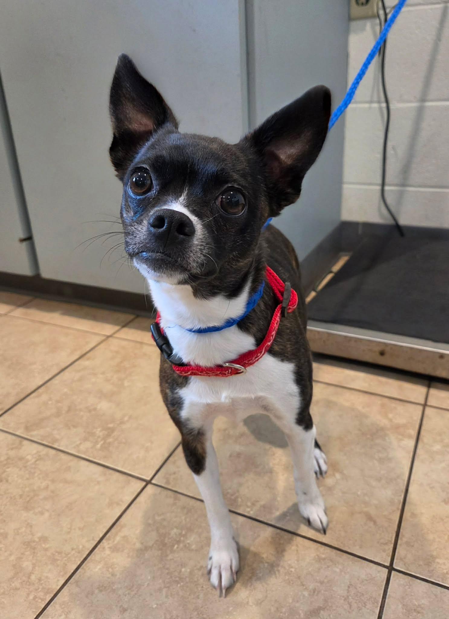 Enlarge Lulu , a ADOPTABLE mixed breed in Sparta, WI image 1/1