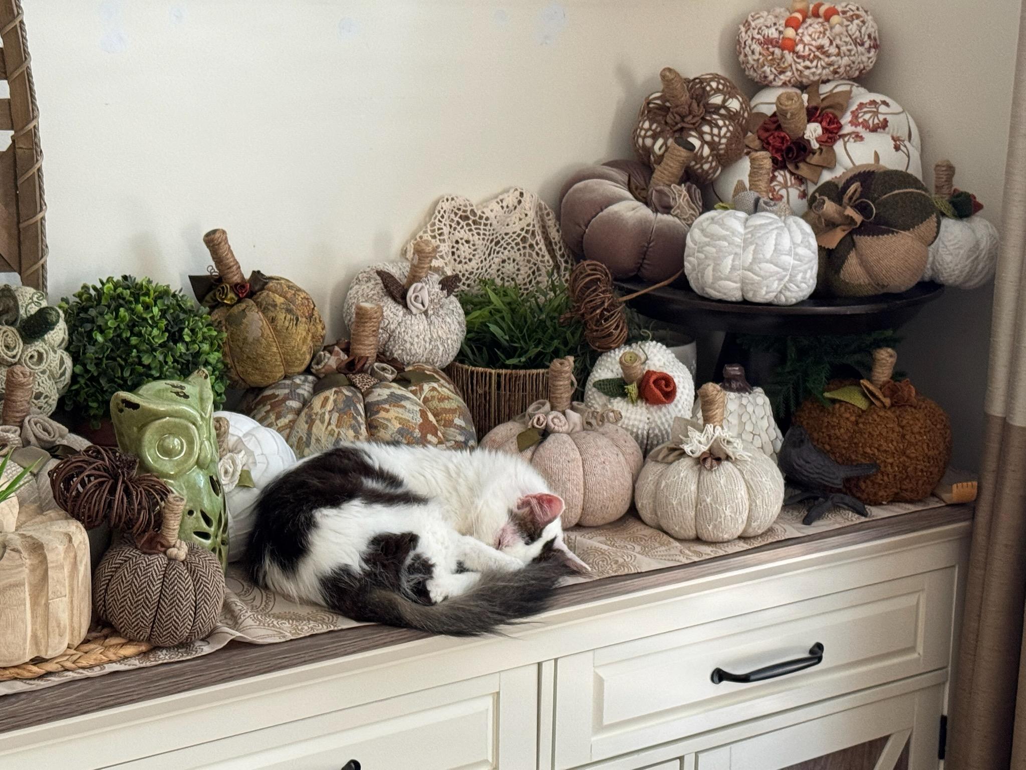 River, a Adoptable Domestic Long Hair in Easley, SC image 2/2