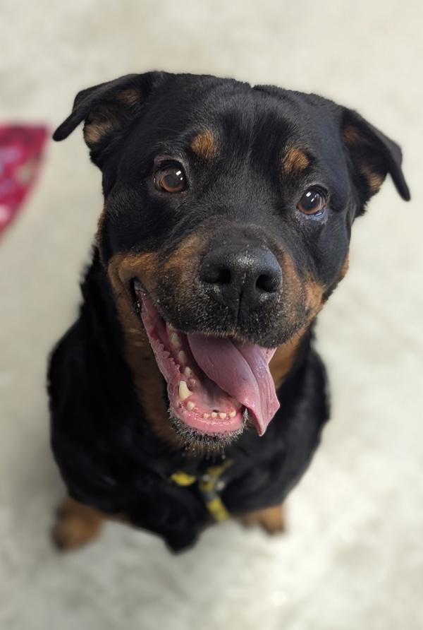 *Moon*, Adoptable, Adult Female Rottweiler.