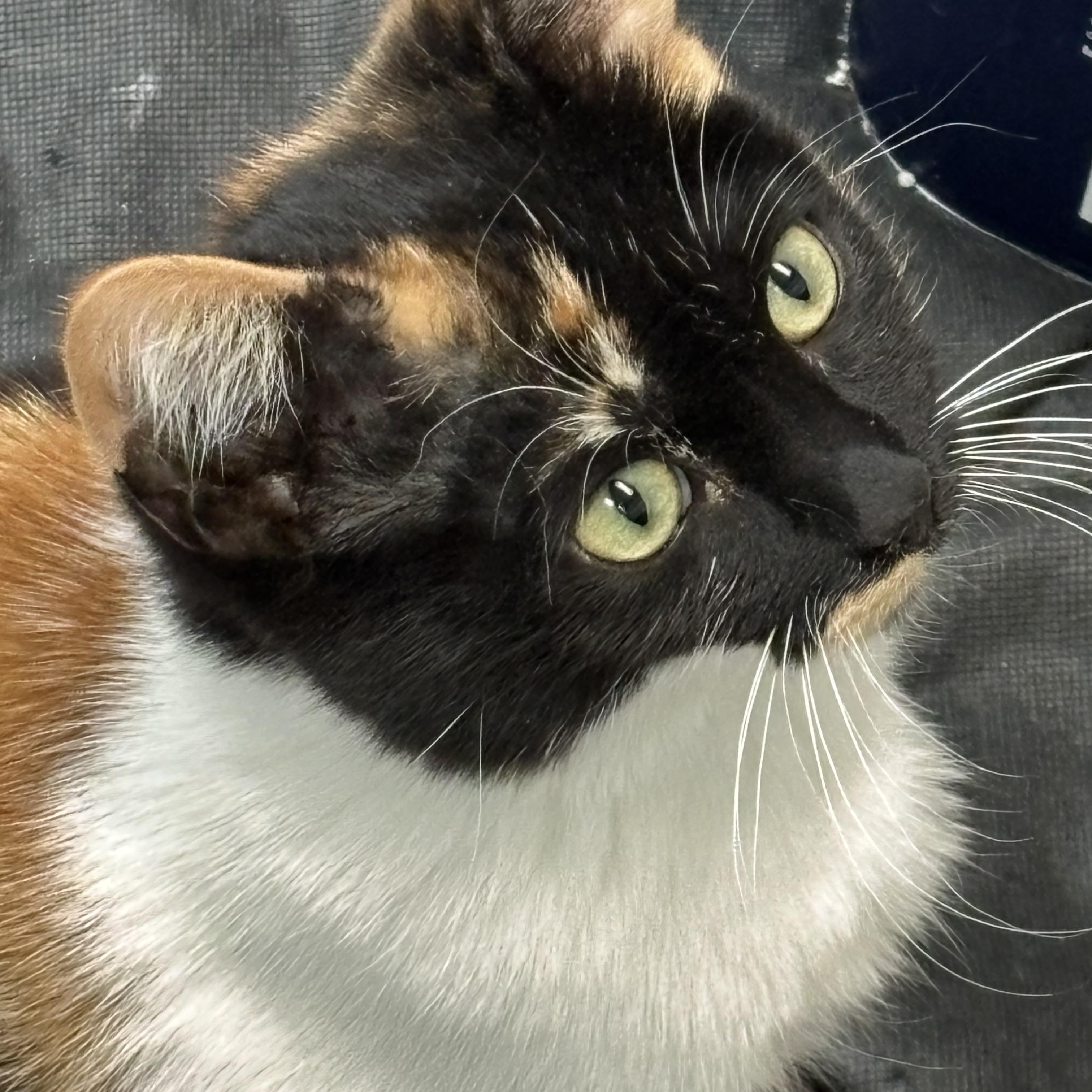 Enlarge Sarafina, a ADOPTABLE Domestic Short Hair in Shelby Township, MI image 1/1