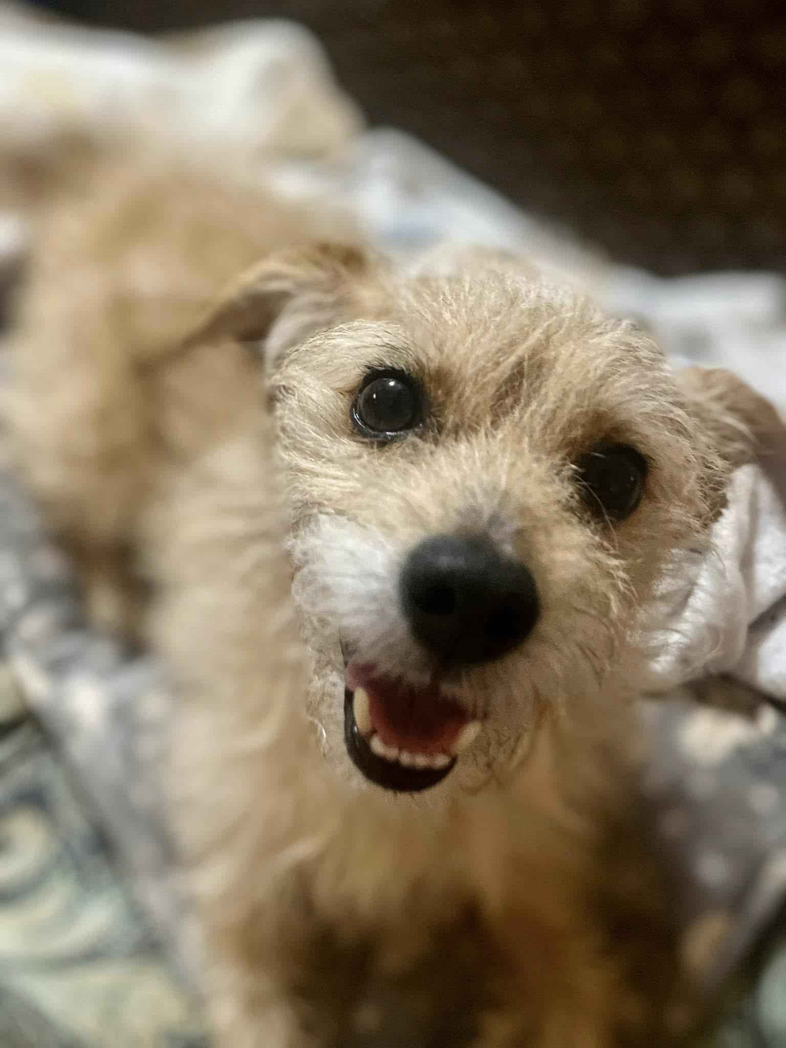 Enlarge Brownie , an adopted mixed breed in Lodi, CA image 2/4