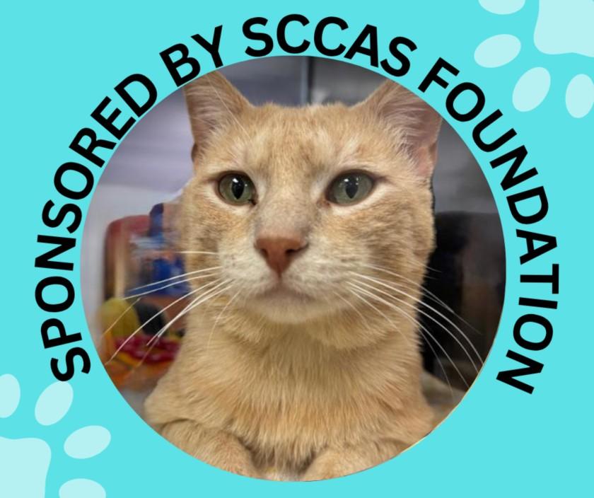 CRISPIN*, Adoptable, Young Male Domestic Short Hair.
