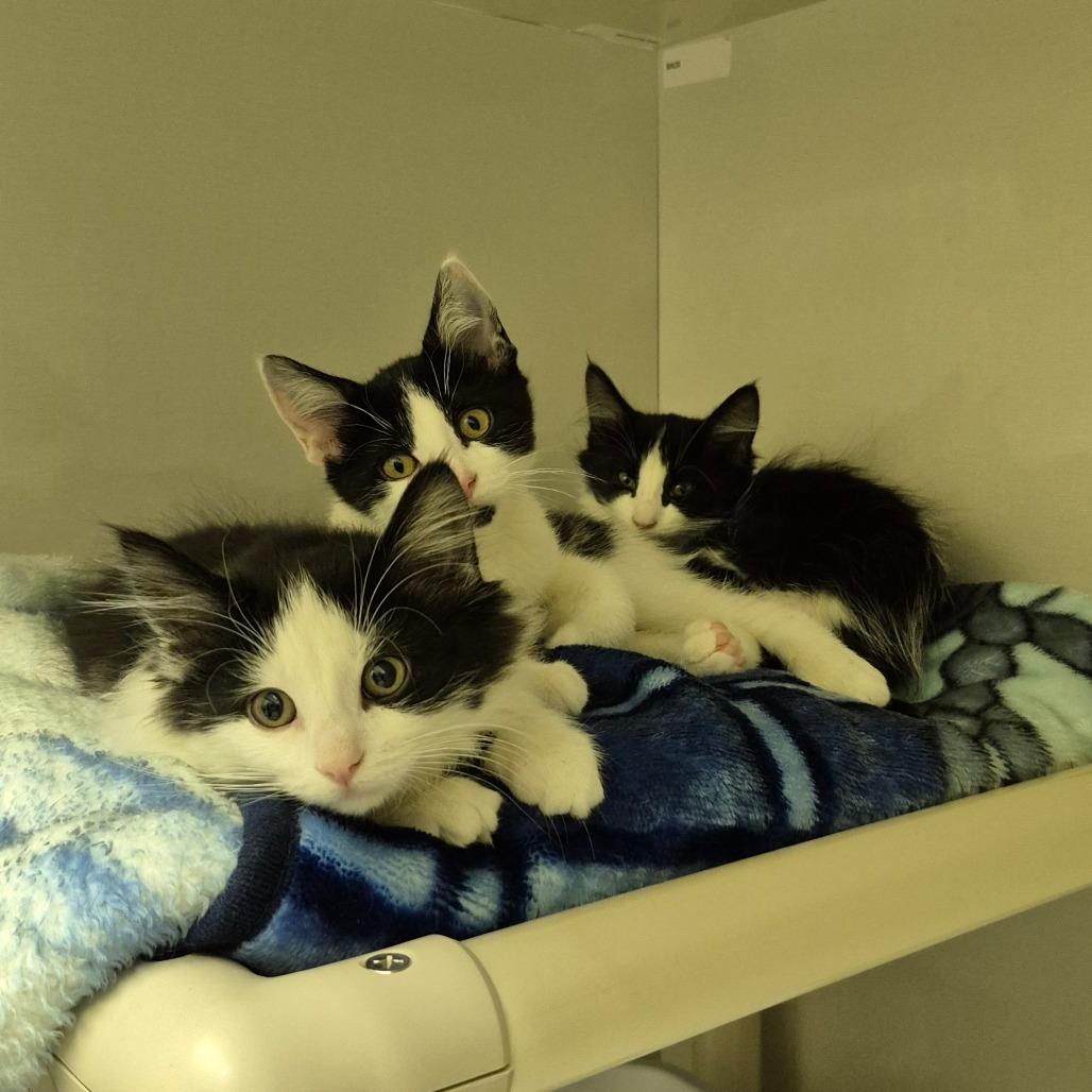 Blossom, Adoptable, Kitten Female Domestic Short Hair.