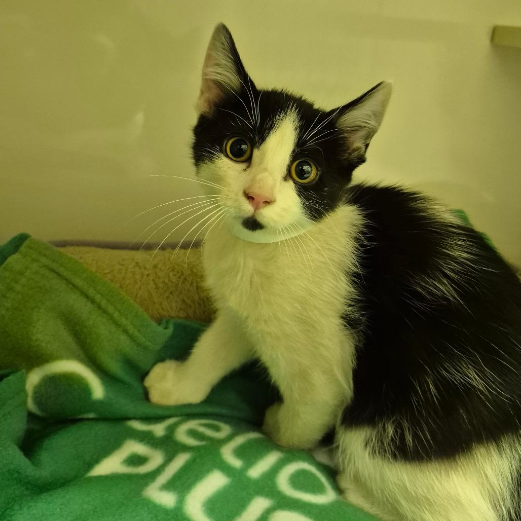 Enlarge Blossom, a Adoptable Domestic Short Hair in Drumheller, AB image 2/2