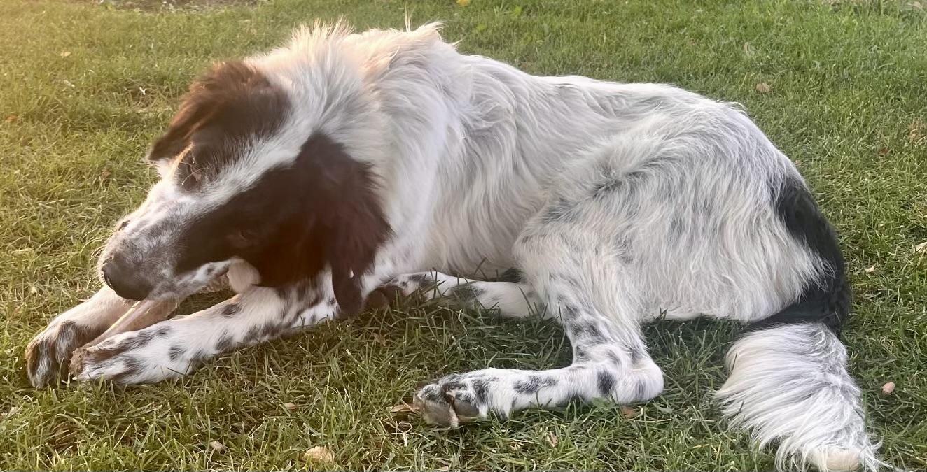 Silas, an adopted mixed breed in Aspen, CO image 2/5