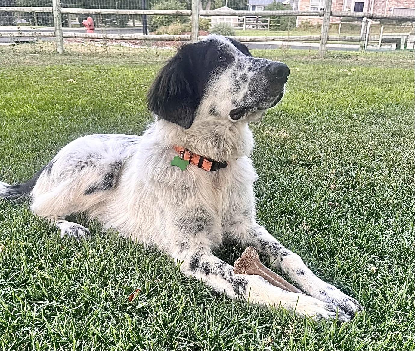 Silas, an adopted mixed breed in Aspen, CO image 4/5