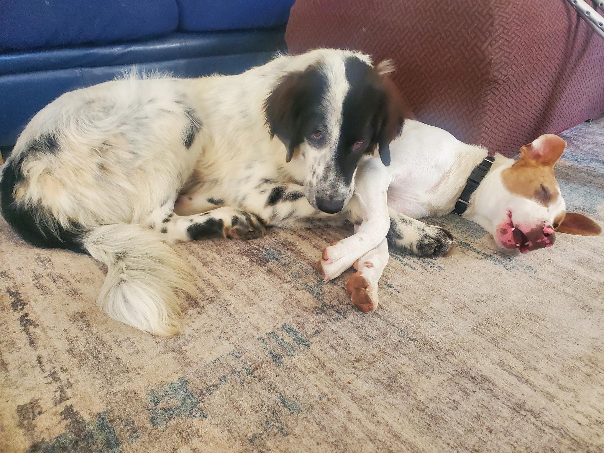 Silas, an adopted mixed breed in Aspen, CO image 5/5