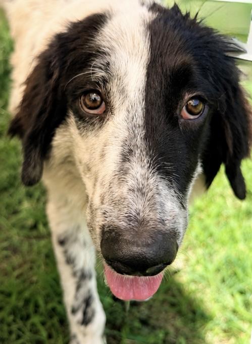 Silas, an adopted mixed breed in Aspen, CO image 3/5