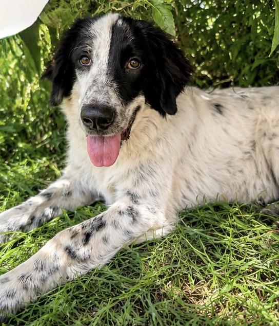 Silas, adopted, Young Male Irish Wolfhound & Great Pyrenees.