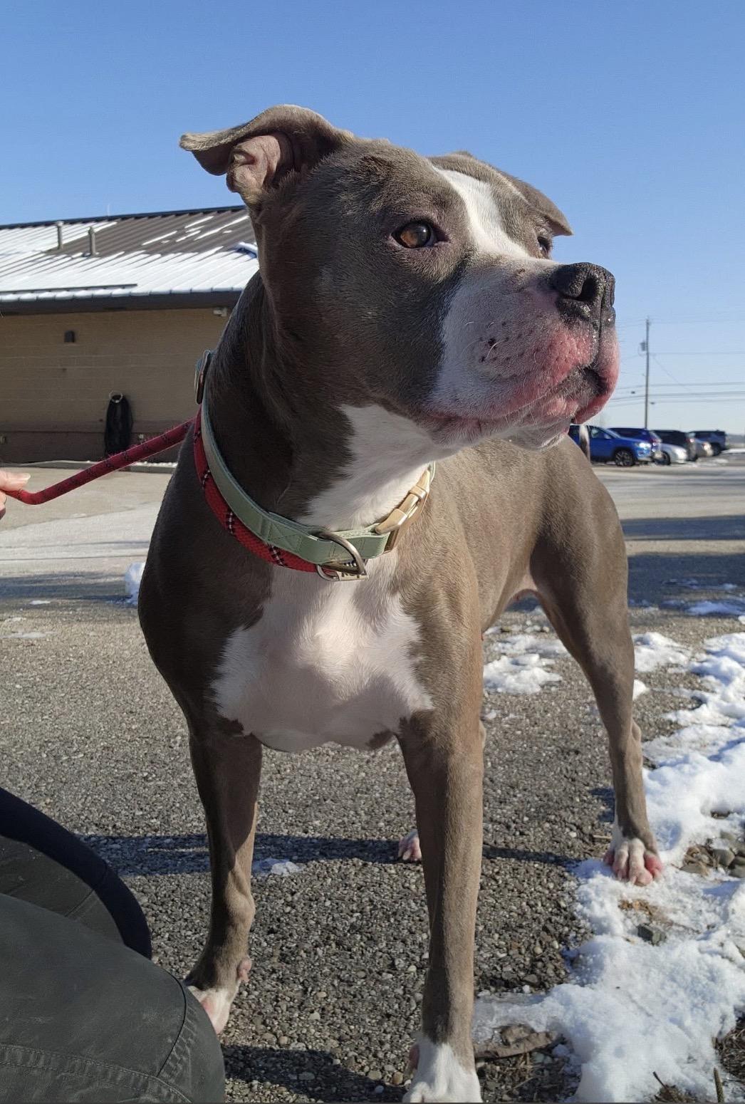 Enlarge Nellie, a ADOPTABLE mixed breed in Youngstown, OH image 2/3