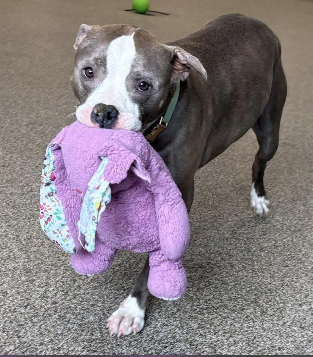 Enlarge Nellie, a ADOPTABLE mixed breed in Youngstown, OH image 1/3