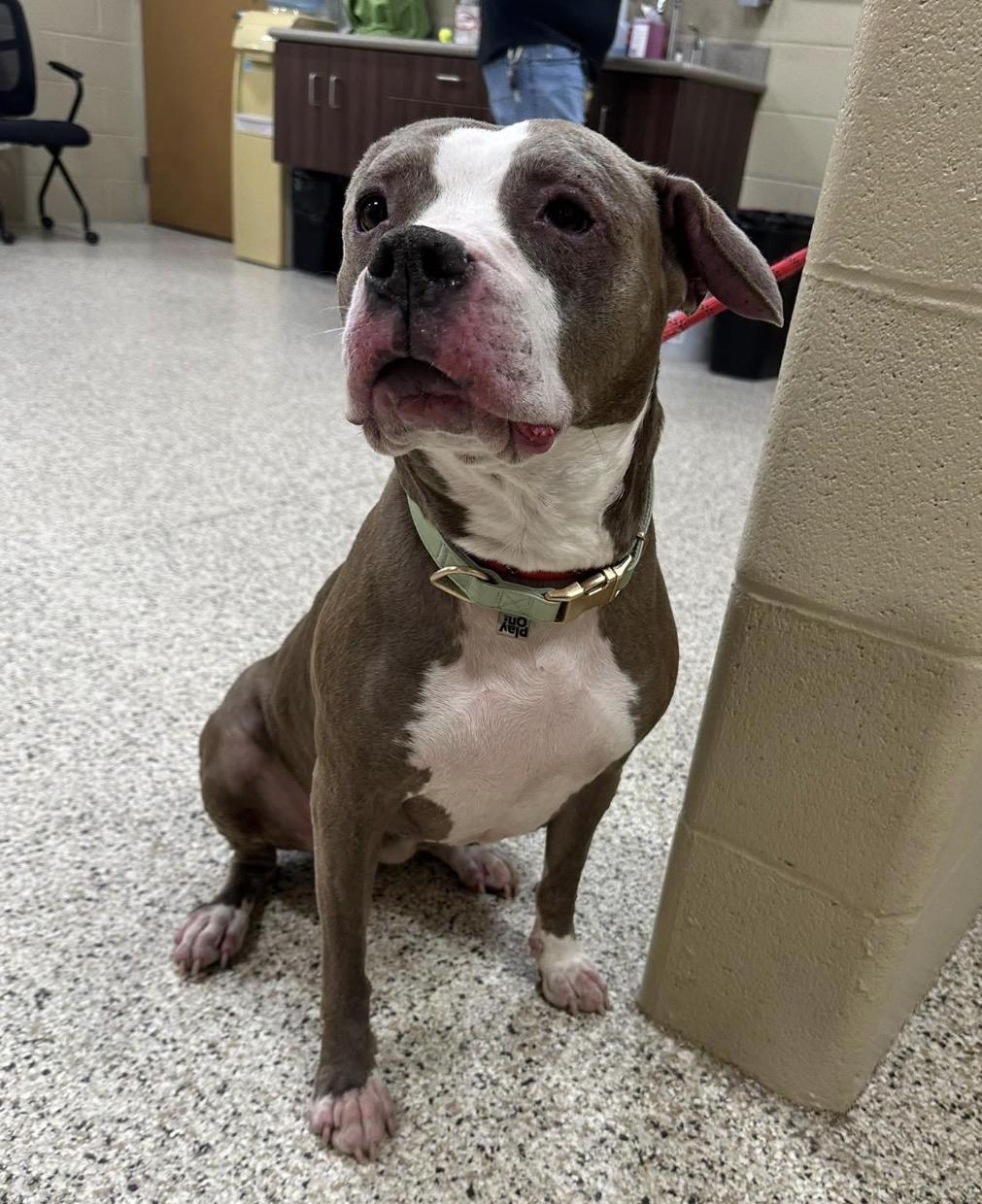 Enlarge Nellie, a ADOPTABLE mixed breed in Youngstown, OH image 3/3