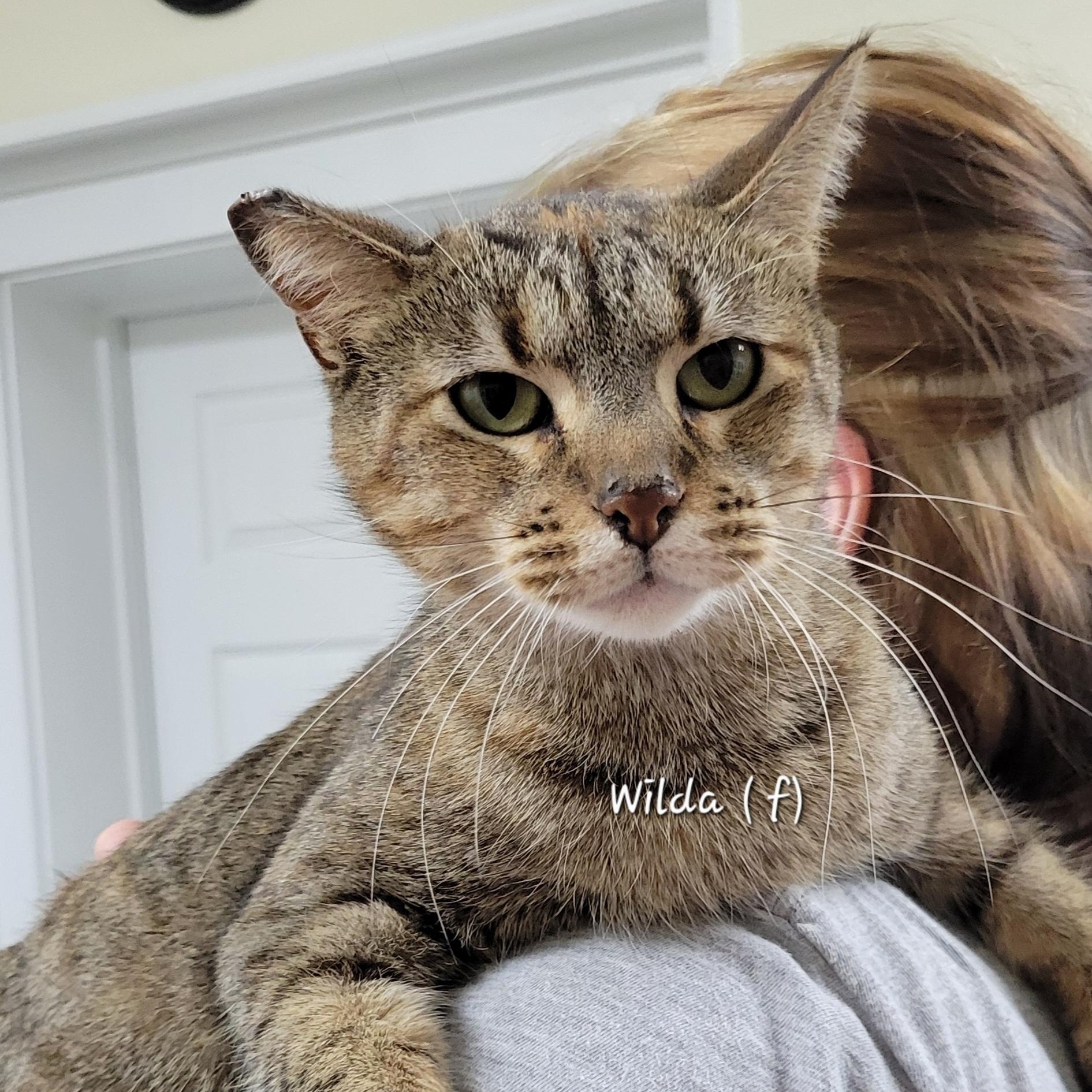 Wilda, Adoptable, Adult Female Domestic Short Hair.