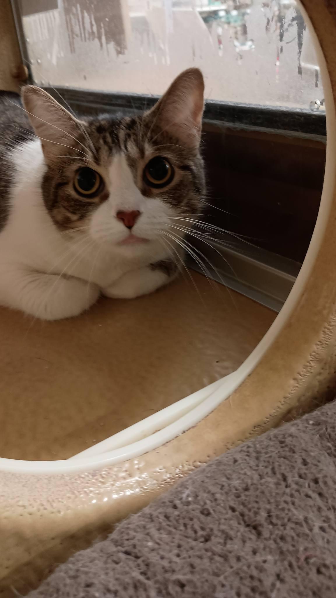 Enlarge Jupiter **Bonded to Neptune**, an adopted Domestic Short Hair in Speedway, IN image 1/4