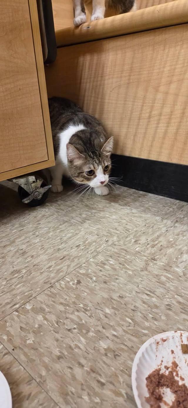 Enlarge Jupiter **Bonded to Neptune**, an adopted Domestic Short Hair in Speedway, IN image 3/4