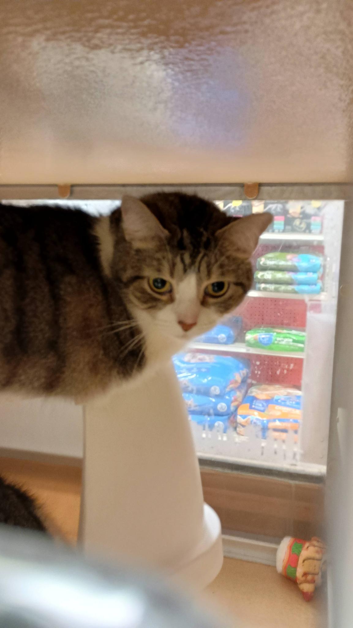 Enlarge Jupiter **Bonded to Neptune**, an adopted Domestic Short Hair in Speedway, IN image 2/4