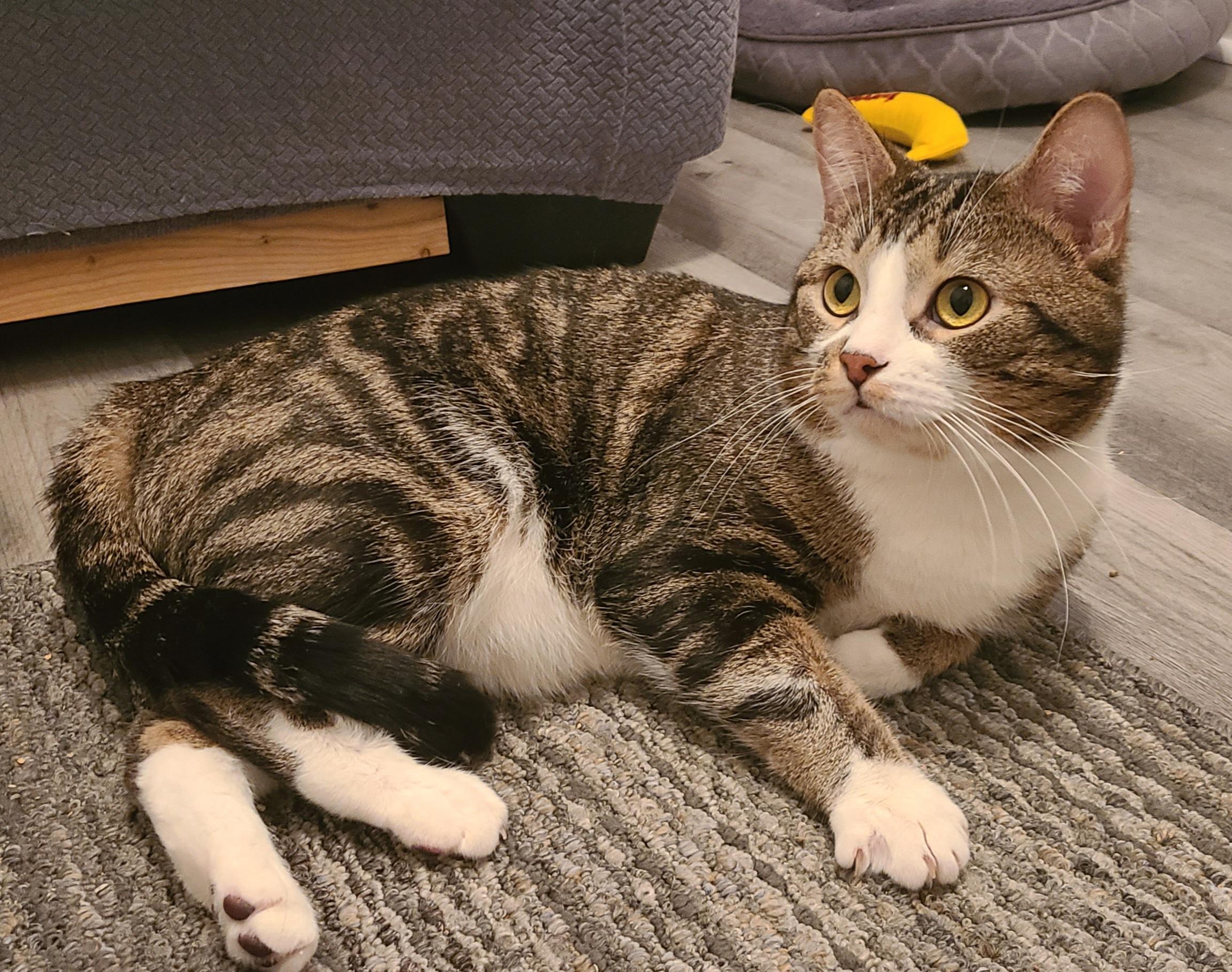 Duke, ADOPTABLE, Adult Male Domestic Short Hair.