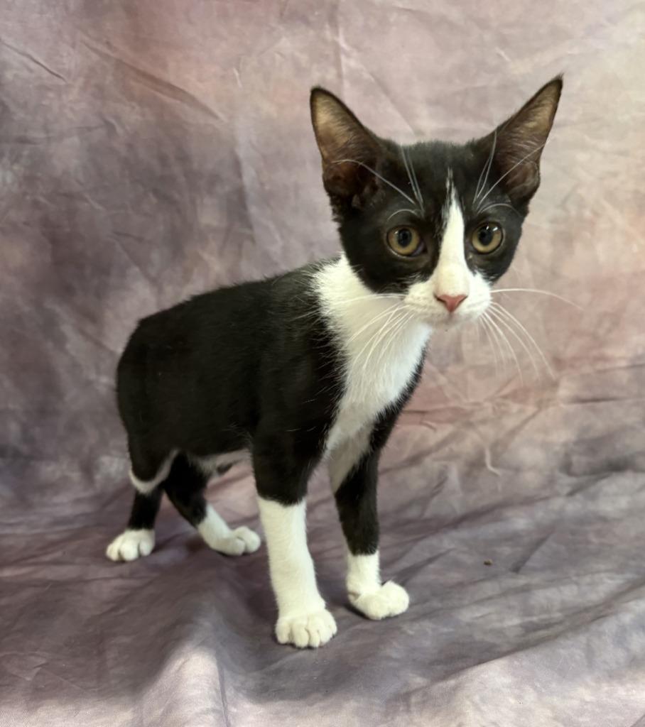 Cora, Adoptable, Kitten Female Domestic Short Hair.