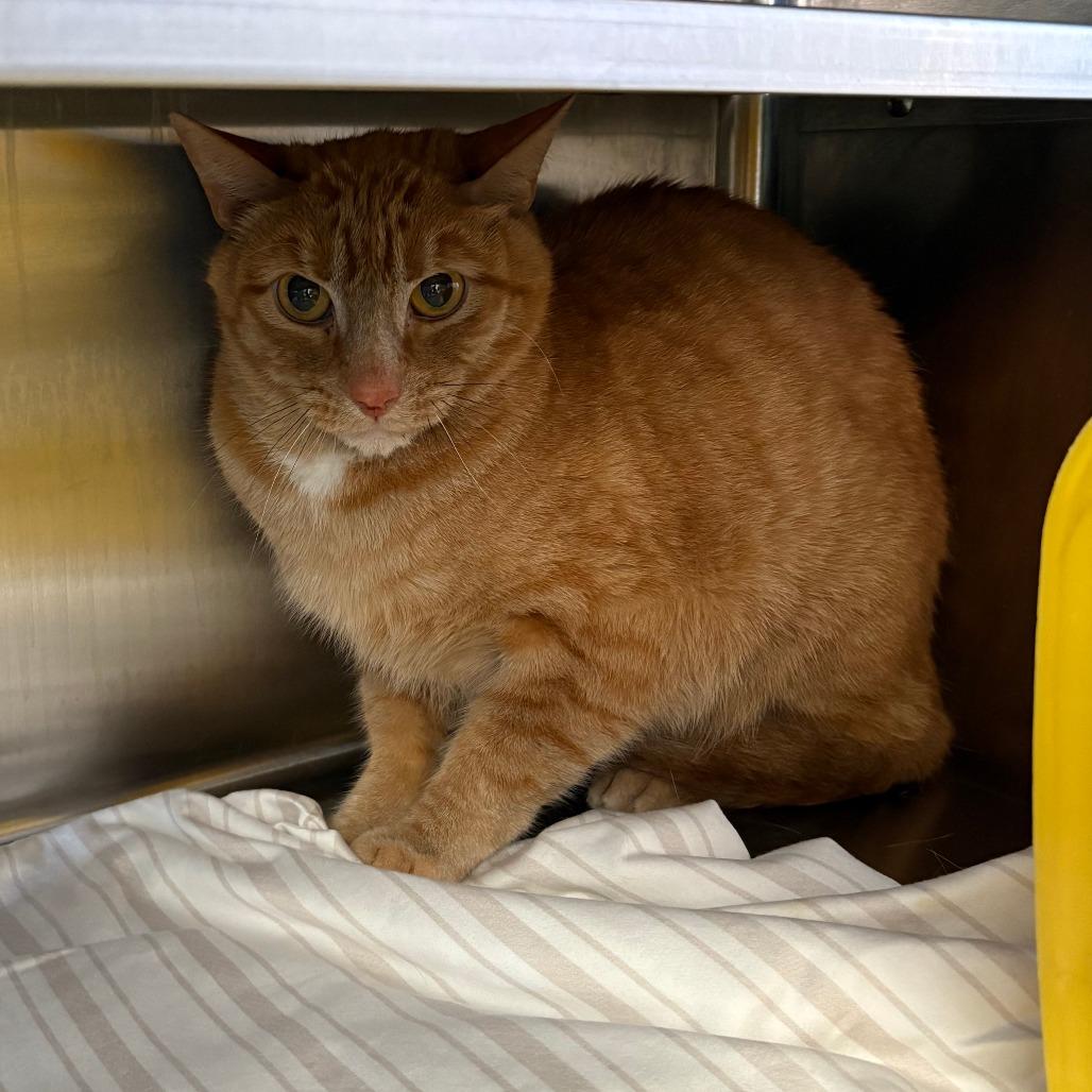 Enlarge Superior, a Adoptable Domestic Short Hair in Manhattan, KS image 1/2