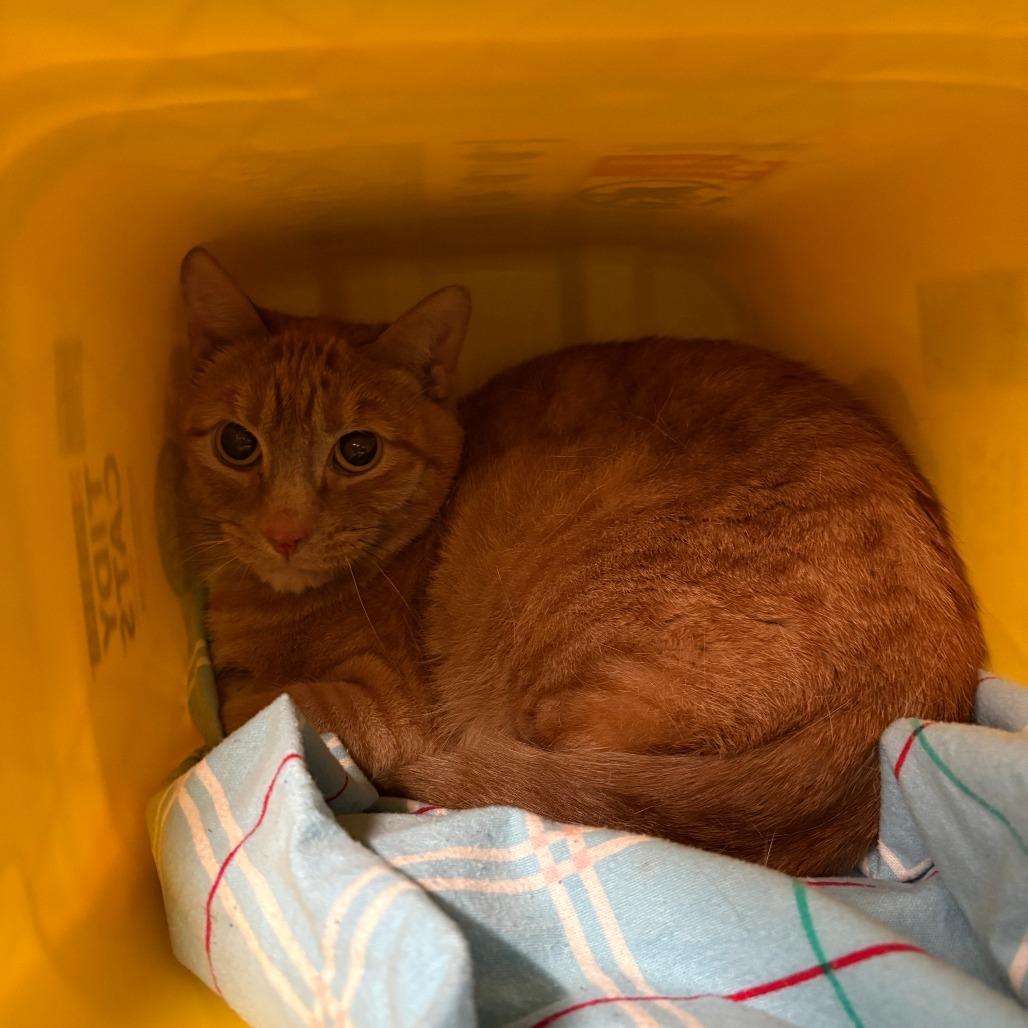 Enlarge Superior, a Adoptable Domestic Short Hair in Manhattan, KS image 2/2