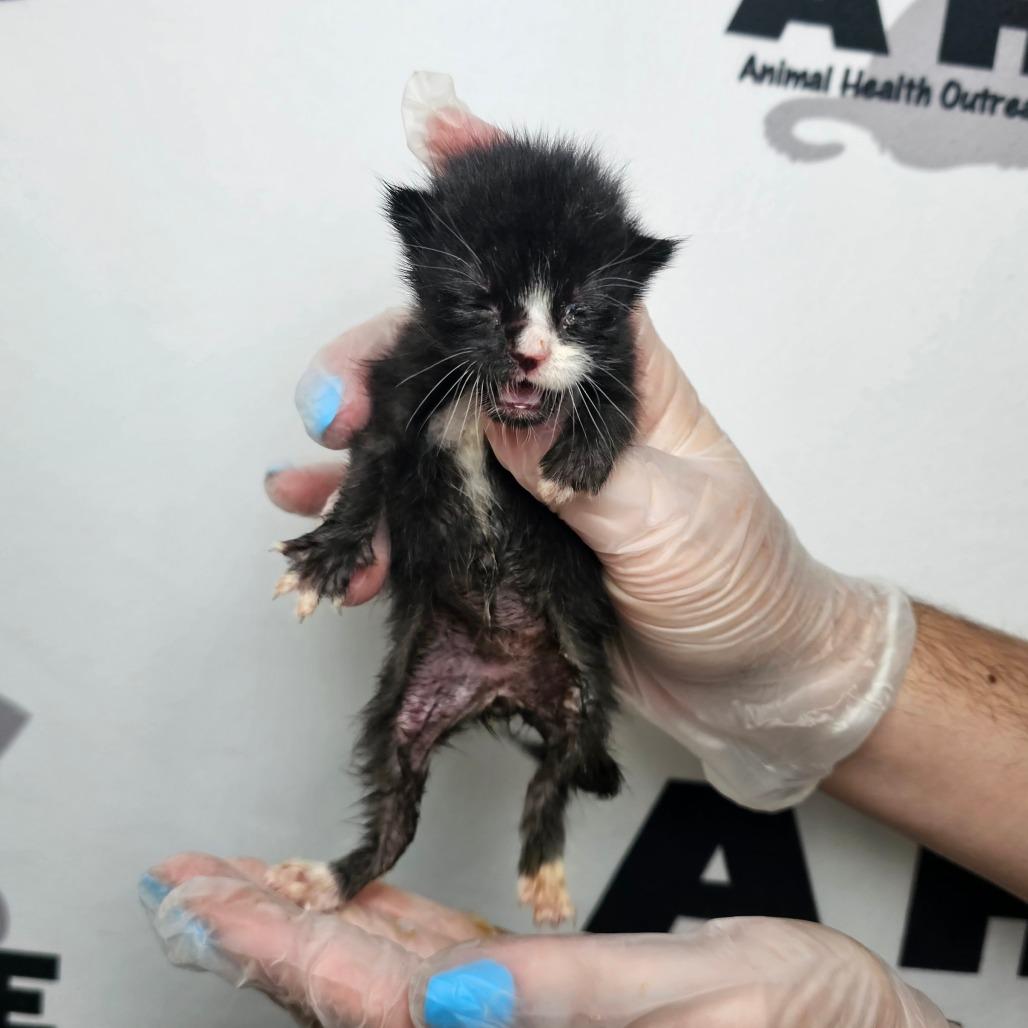 Enlarge Button, a Adoptable mixed breed in Milton, FL image 2/5