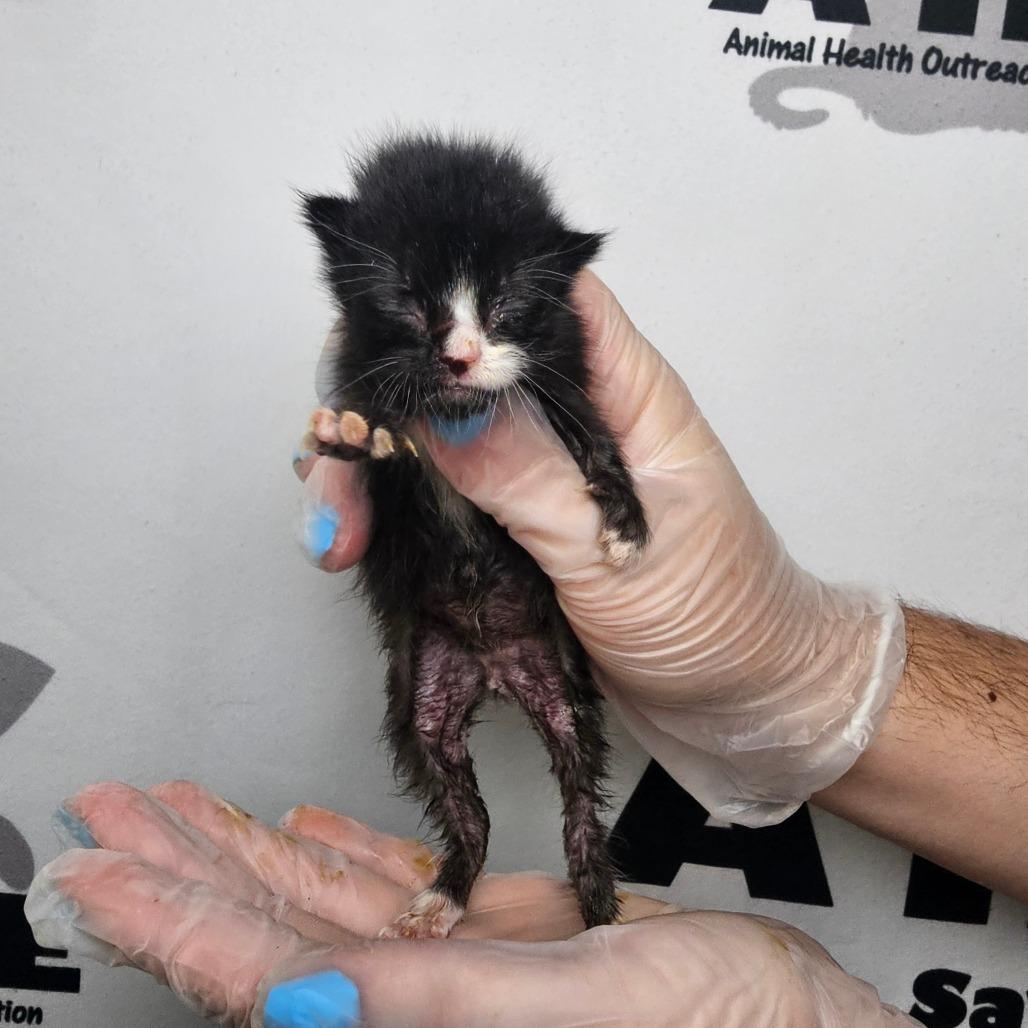 Enlarge Button, a Adoptable mixed breed in Milton, FL image 3/5