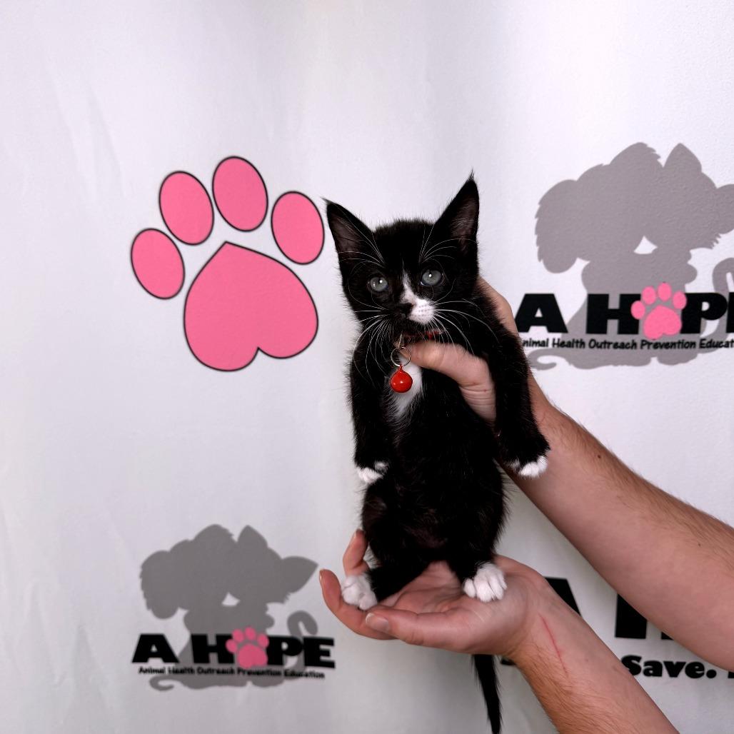 Button, a Adoptable mixed breed in Milton, FL image 4/6