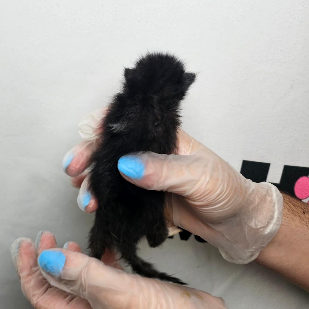 Enlarge Button, a Adoptable mixed breed in Milton, FL image 4/5