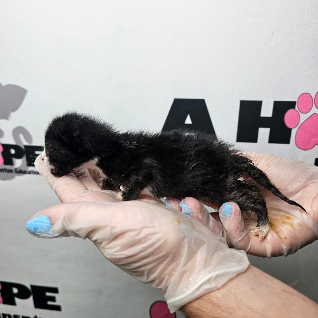 Enlarge Button, a Adoptable mixed breed in Milton, FL image 5/5