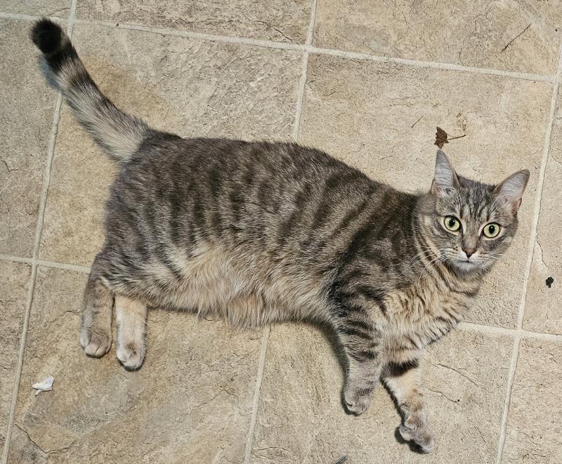 Katie, Adoptable, Kitten Male Domestic Short Hair.