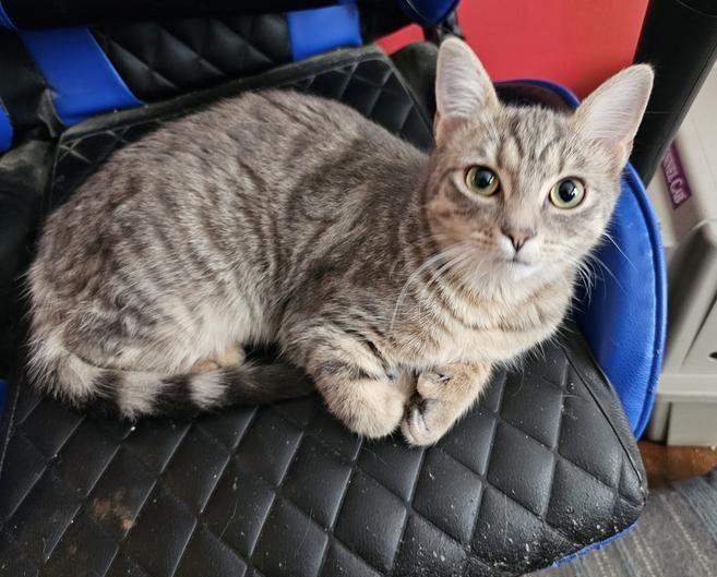 Mickey & Katie, an adoptable Domestic Short Hair in Peterborough, NH, 03458 | Photo Image 3