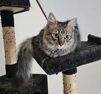 Mickey & Katie, an adoptable Domestic Short Hair in Peterborough, NH, 03458 | Photo Image 2