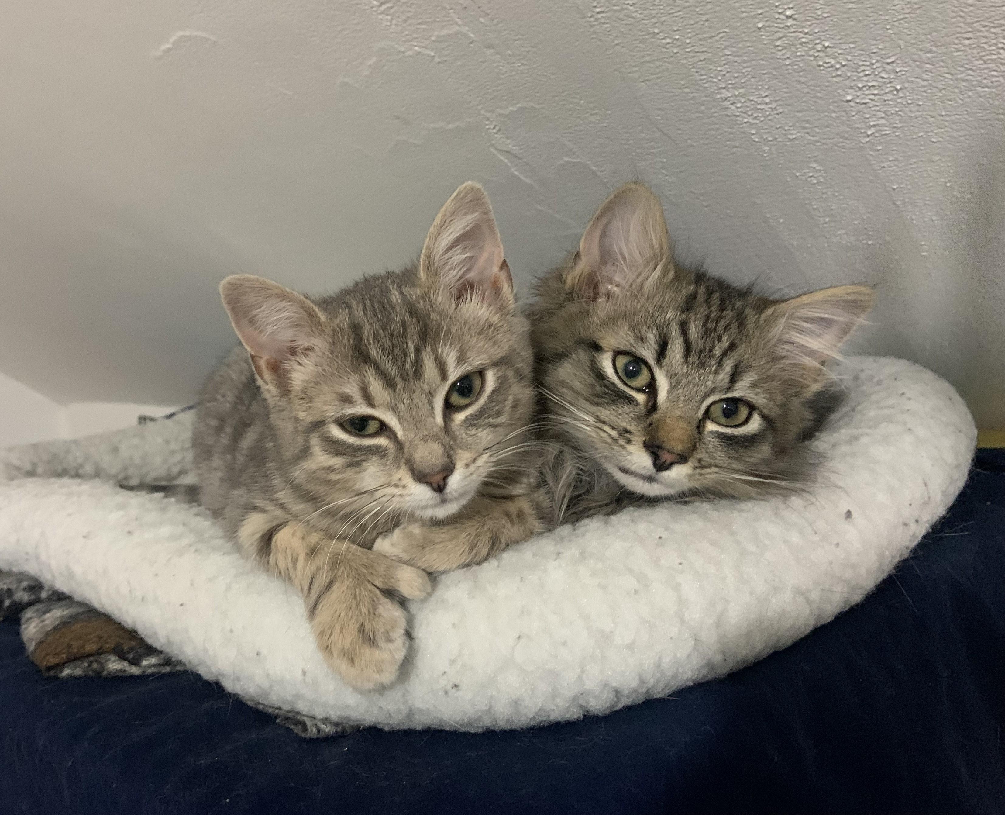 Mickey & Katie, an adoptable Domestic Short Hair in Peterborough, NH, 03458 | Photo Image 1