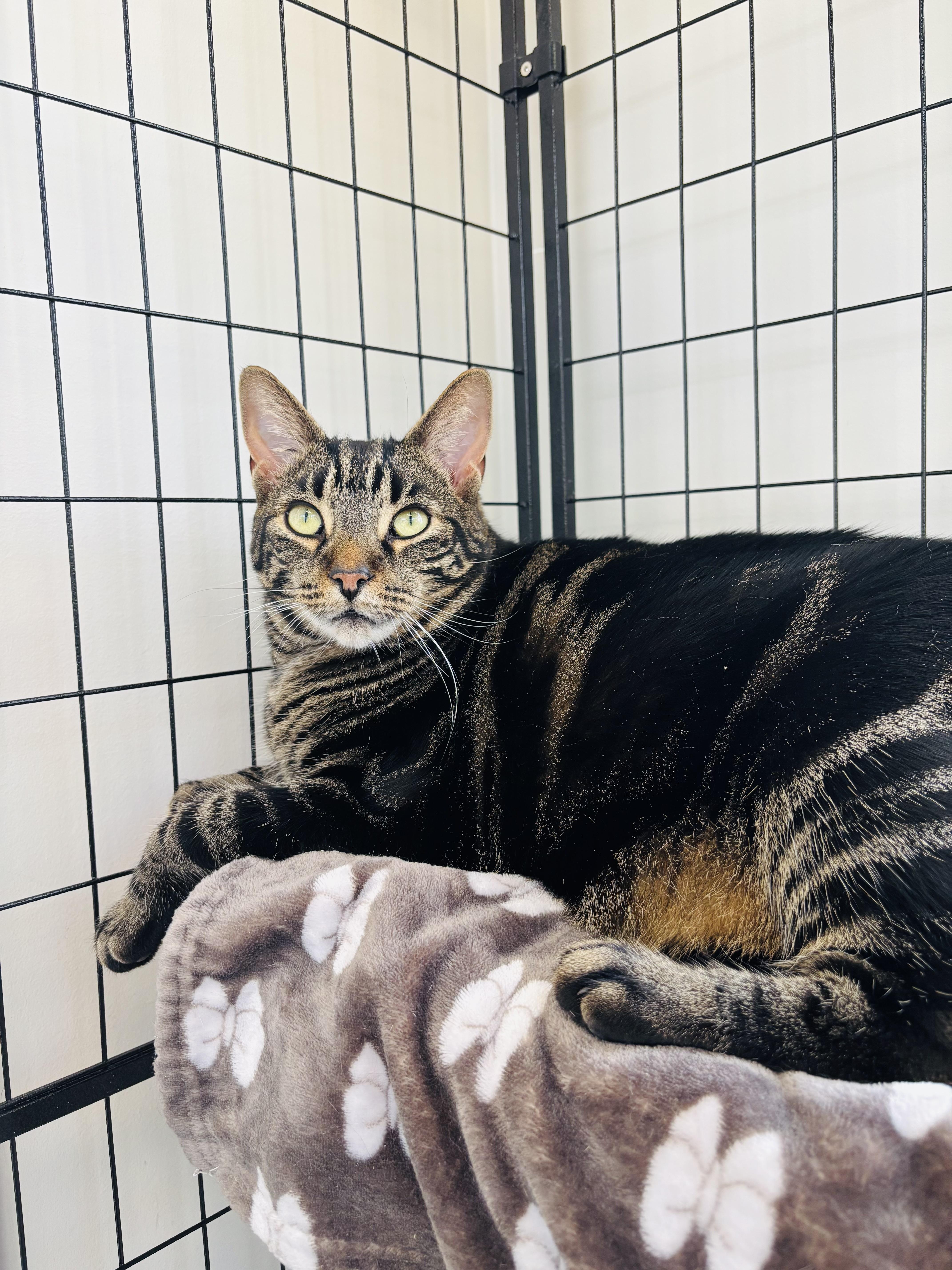 Enlarge Whopper (bonded with Poutine), an adopted Domestic Short Hair in Everett, ON image 3/4