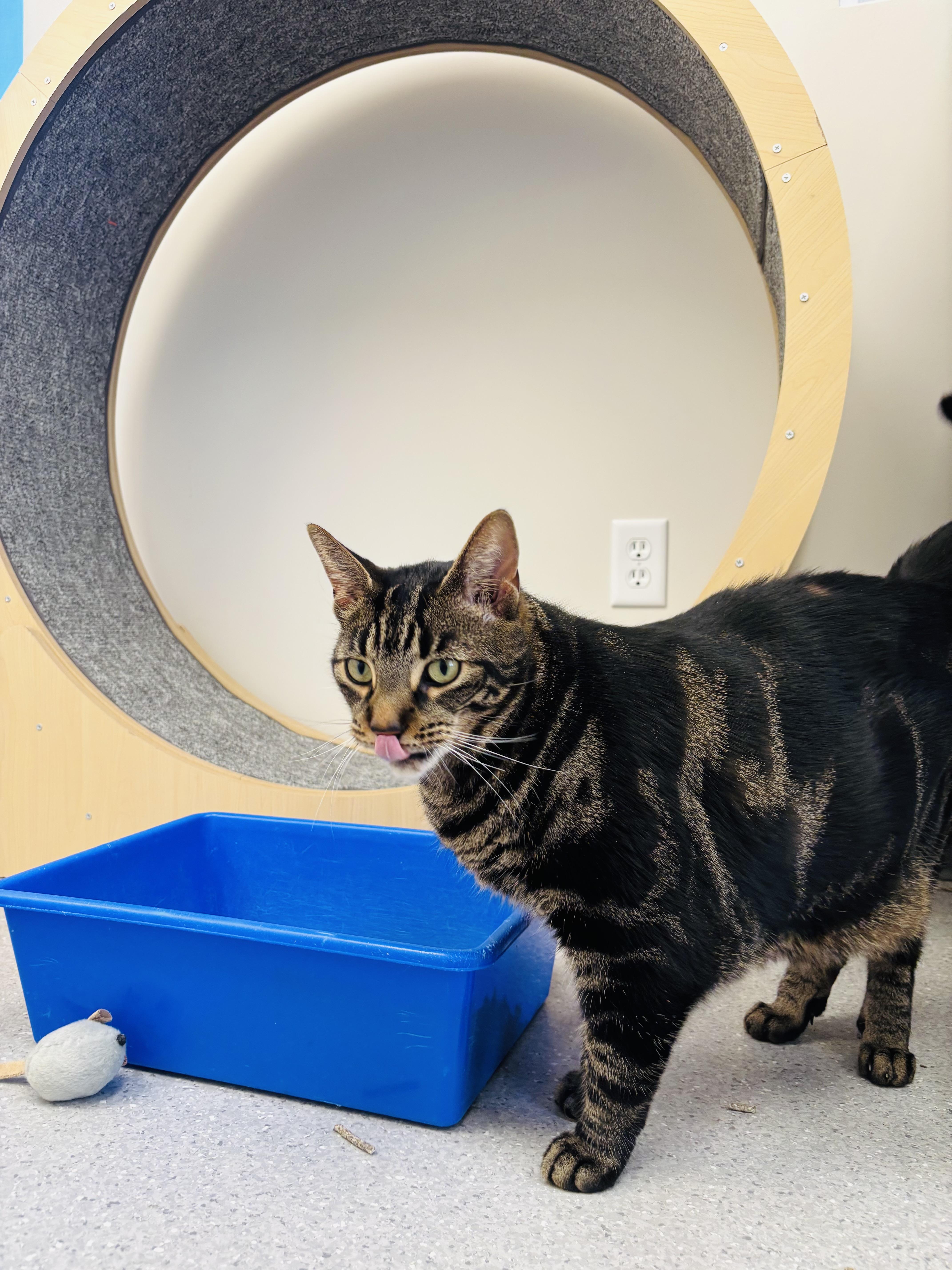 Enlarge Whopper (bonded with Poutine), an adopted Domestic Short Hair in Everett, ON image 2/4