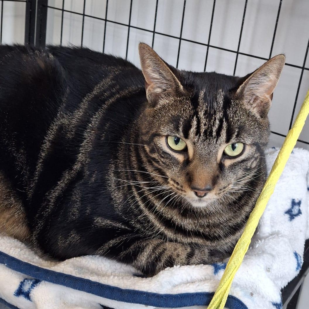 Enlarge Whopper (bonded with Poutine), an adopted Domestic Short Hair in Everett, ON image 4/4